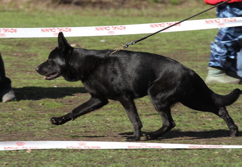 Питомник штази