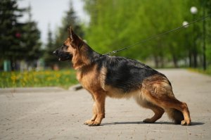 Гавана из Дома Шебис